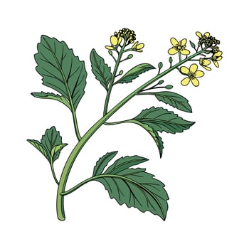 Charming Brassica on Clean White. vector