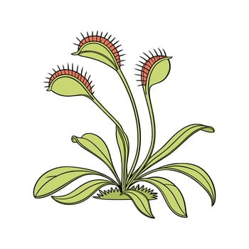 Elegant Carnivorous Plant on White vector