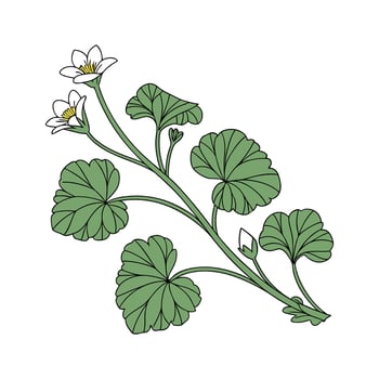Elegant Creeping Jenny Illustration on White vector