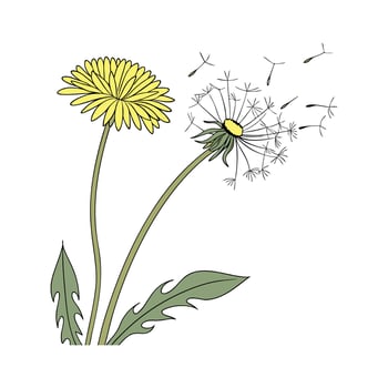 Charming Dandelion Flower Art on Clean White vector
