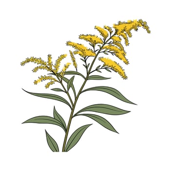 Charming Goldenrod Flower Design on White vector