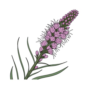 Charming Liatris Flower Design vector