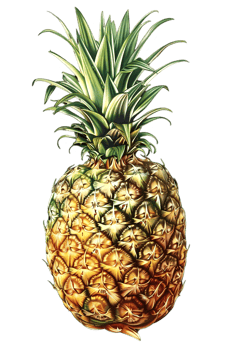Close Up of Ripe Pineapple with Green Leaves in a Transparent Background Studio Shot png