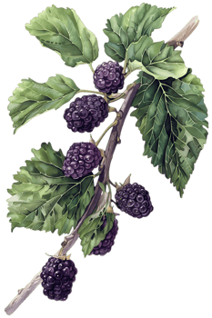 Close Up of Blackberry Branch with Ripe Berries and Green Leaves on Transparent Background Still Life png