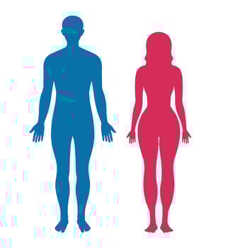 Human body diagram, illustration vector
