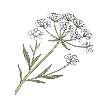 Delicate Sweet Alyssum for Floral Art vector