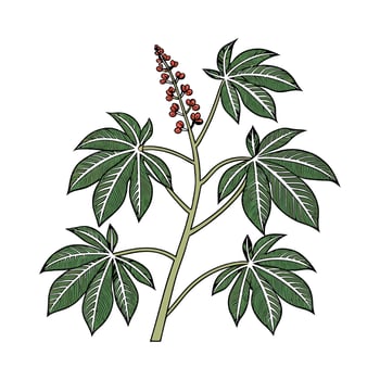 Stylish Tapioca Plant for Unique Design vector