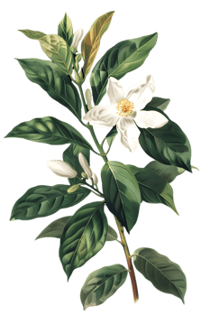 Delicate White Flower with Lush Green Leaves Botanical Illustration on Transparent Background png