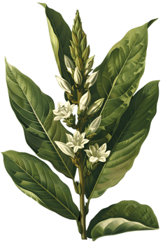 Detailed Botanical Illustration of Flowering Plant with Green Leaves and White Blossoms on Transparent Background png