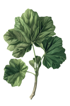 Detailed Green Leafy Plant Isolated on Transparent Background for Botanical Illustrations and Art Projects with Vintage Style png