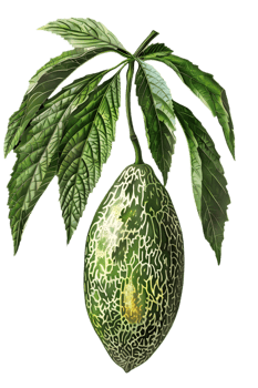 Exotic Fruit with Green Leaves on Transparent Background Detailed View of Botanical Still Life with Intricate Patterns Tropical Theme Artwork png