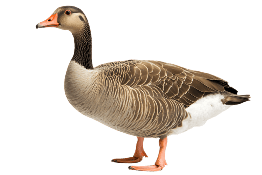 Elegant Goose with Detailed Gray and Brown Plumage Standing Tall Isolated on Transparent Background Revealing Graceful Waterfowl Wildlife png