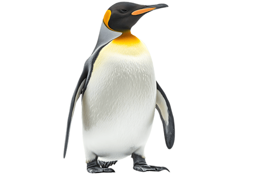 Elegant King Penguin Standing Tall with Yellow Collar Feathers on Transparent Background Wildlife Photography in Studio Lighting png