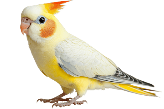 Colorful cockatiel perched on a transparent background png