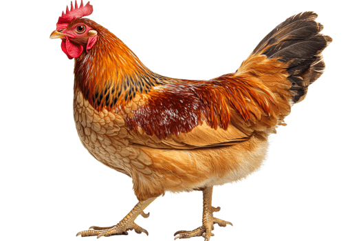 Colorful hen walking on a transparent background png