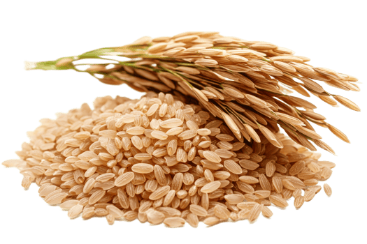 Brown rice grains with rice stalk on transparent background png