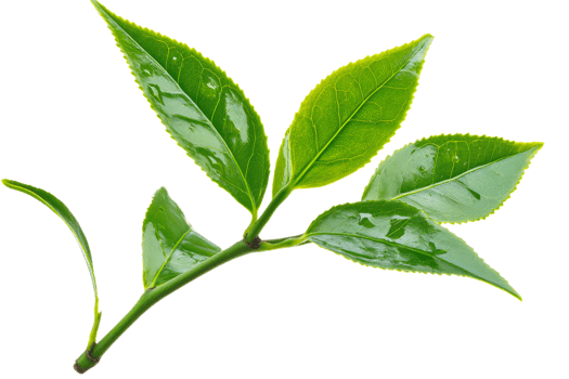 Fresh green tea leaves on a transparent background png