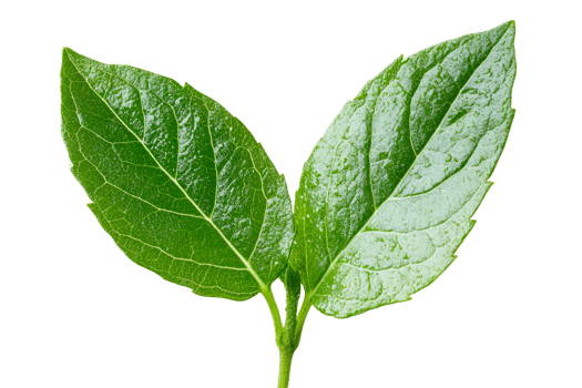 Bright green leaves with translucent background for design png