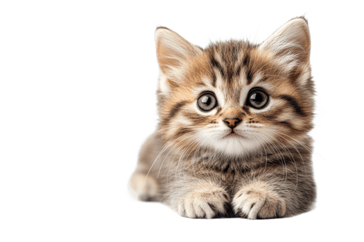 Cute fluffy kitten lying on a white background png