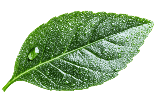 Fresh green leaf with droplets on transparent background png
