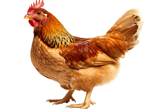 Colorful hen standing on transparent background png