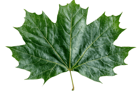 Green maple leaf with detailed texture and shape png
