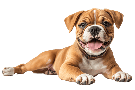 Happy playful puppy lying on a white background png