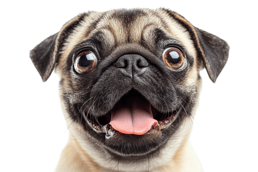 Happy pug with large eyes and a joyful expression png