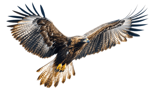 Majestic eagle soaring through the sky with wings spread png