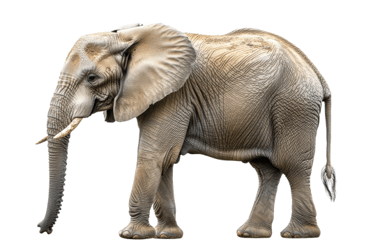 Elephant standing gracefully on a transparent background png