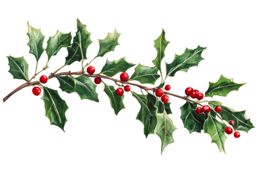Holly branch with berries on transparent background png