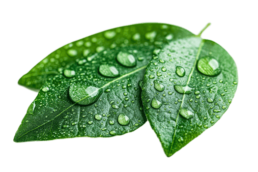 Green leaves with water droplets, transparent bg png