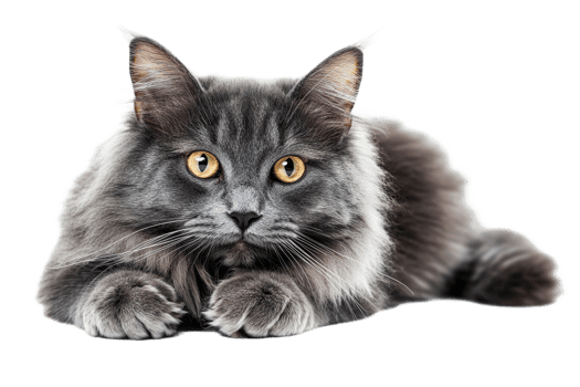 Gray cat with golden eyes on clear background png