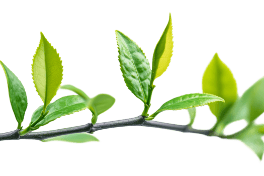 Fresh green tea leaves on branch with transparent background png