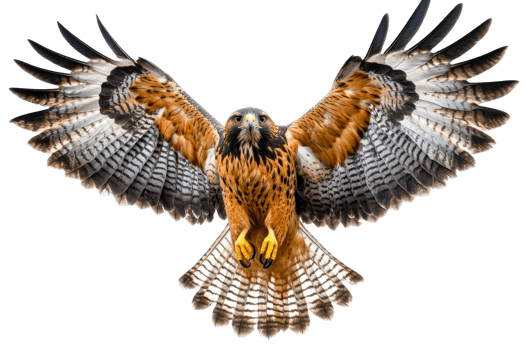 Majestic hawk soaring in open sky with wings outstretched png