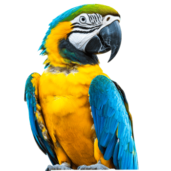 Colorful macaw perched on display with vibrant feathers png