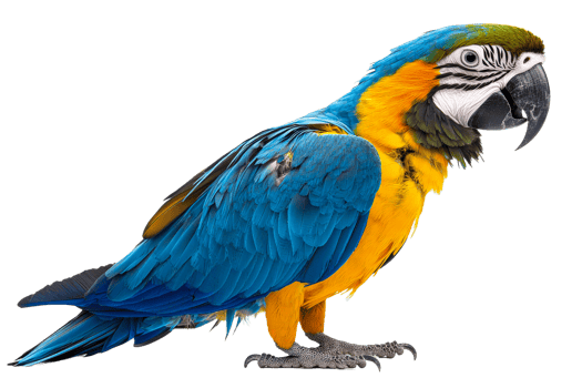 Colorful macaw perched with vibrant feathers and strong beak png
