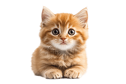Cute fluffy orange kitten gazing with big eyes png
