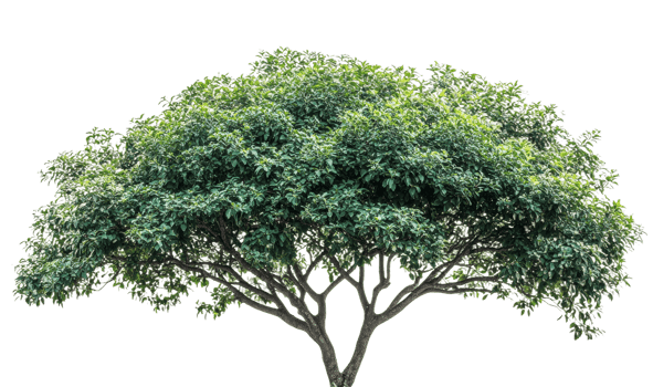 Lush green tree with dense foliage on a clear background png