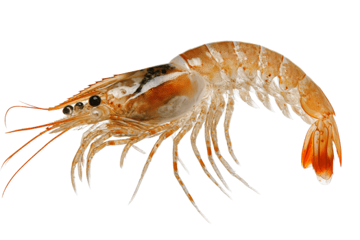 Shrimp with intricate details captured in clear focus png