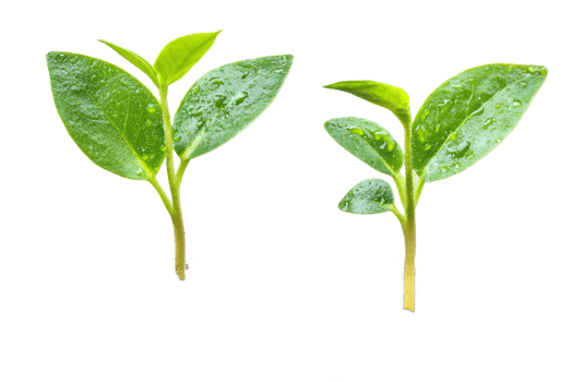 Green leaves with water droplets on clear background png