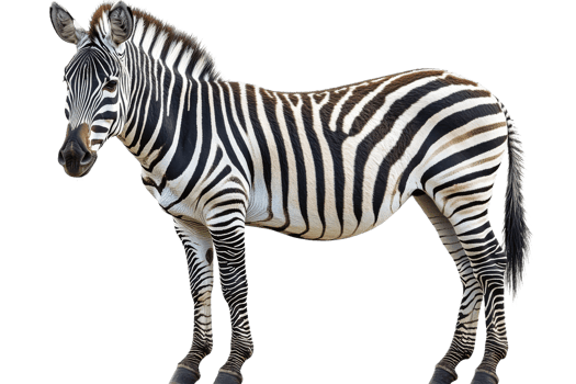 Zebra standing on a transparent background in natural pose png