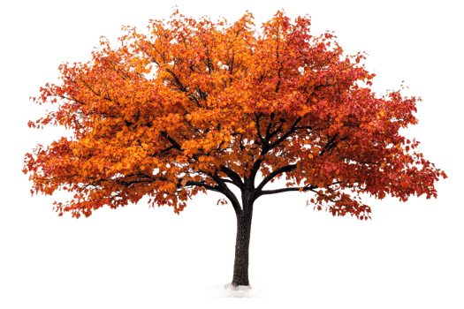 Vibrant autumn tree with colorful leaves in clear view png