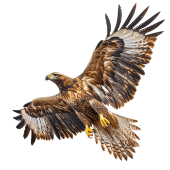 Majestic eagle in flight with wings spread wide, cut out transparent png
