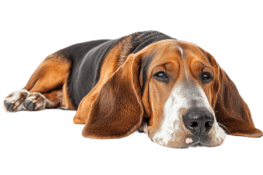 Relaxed hound lying on a white background png