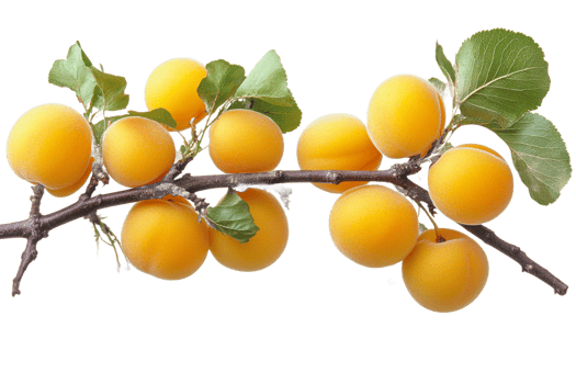 Fresh apricots on a branch with green leaves png