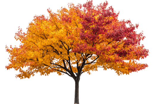 Vibrant fall tree with colorful leaves in autumn png