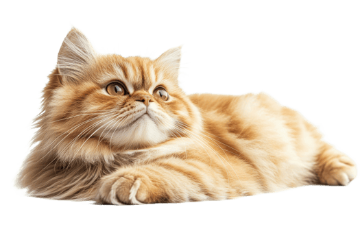 Fluffy orange cat resting with a curious expression png