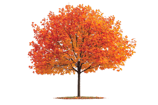 Vibrant autumn tree with striking orange leaves png