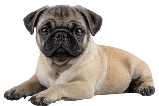 Cute pug puppy resting comfortably on a surface png